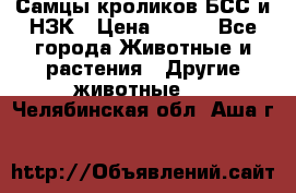 Самцы кроликов БСС и НЗК › Цена ­ 400 - Все города Животные и растения » Другие животные   . Челябинская обл.,Аша г.